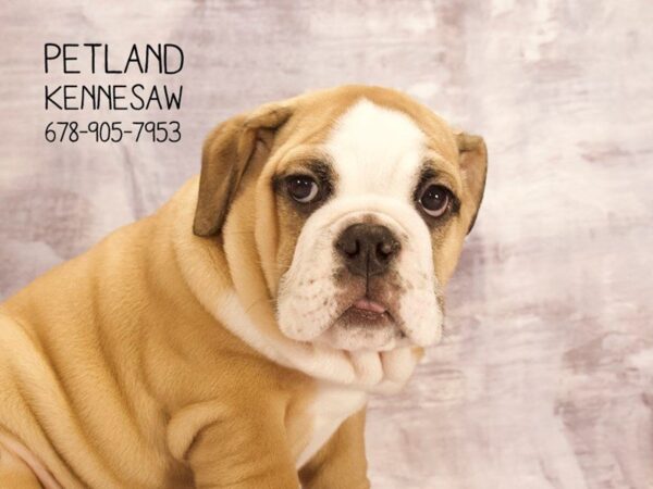 English Bulldog DOG Female FN:WH MKGS 22535 Petland Mall of Georgia