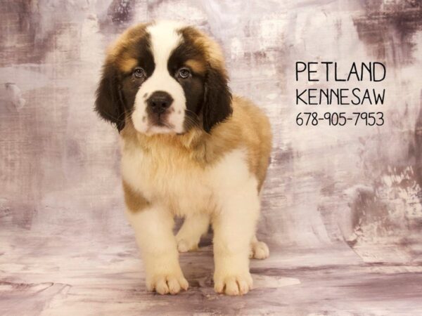 Saint Bernard-DOG-Male-Brown / White-22555-Petland Mall of Georgia