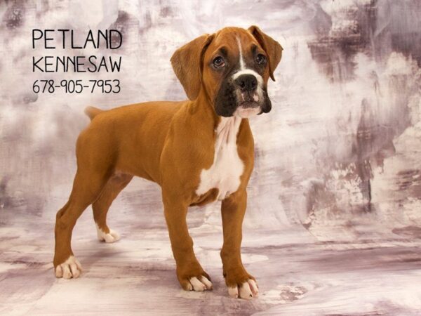 Boxer DOG Female Mahogany 22560 Petland Mall of Georgia