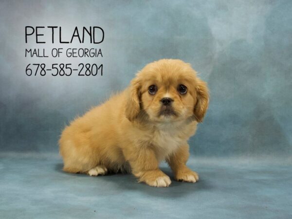 Cavalier King Charles Spaniel/Pekingese-DOG-Female-LT RD:WH MKGS-1861-Petland Mall of Georgia