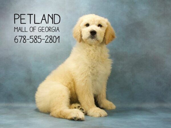 Goldendoodle DOG Female Cream 1862 Petland Mall of Georgia