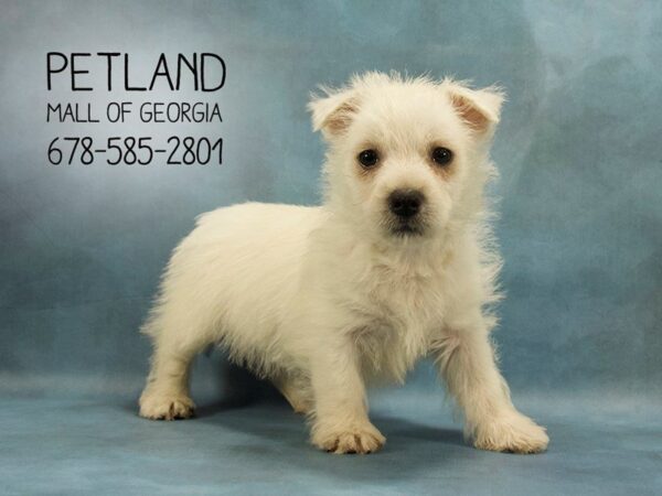 West Highland White Terrier-DOG-Female-White-1875-Petland Mall of Georgia