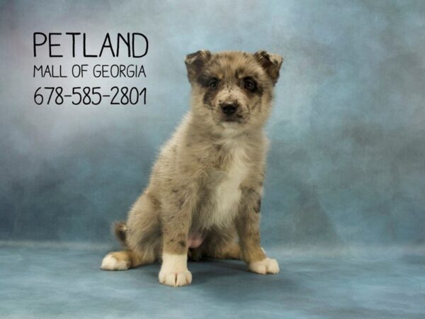 Pomsky DOG Female BLUE MERLE 1876 Petland Mall of Georgia