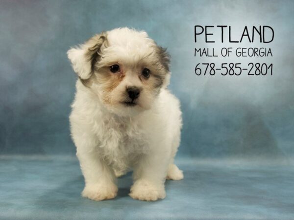 Teddy Bear DOG Male Brown and White 1878 Petland Mall of Georgia