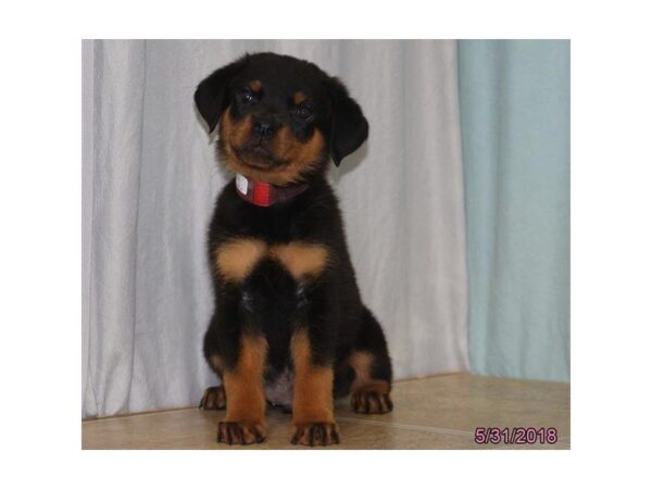 Rottweiler-DOG-Male-Black / Tan-22625-Petland Mall of Georgia