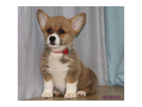 Pembroke Welsh Corgi-DOG-Female-Sable / White-22622-Petland Mall of Georgia