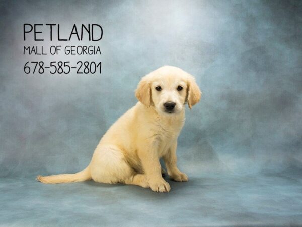 Golden Retriever DOG Male Golden 1882 Petland Mall of Georgia