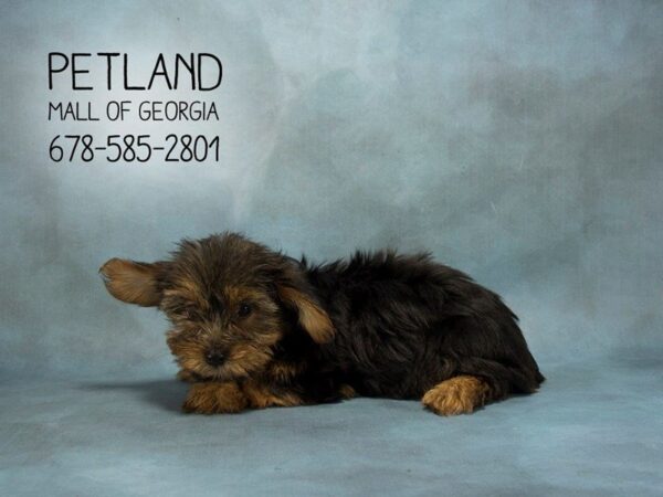 Yorkshire Terrier DOG Female BLK TAN 1886 Petland Mall of Georgia