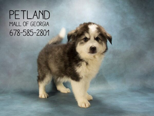 Huskimo-DOG-Male-BLACK WHITE-1887-Petland Mall of Georgia