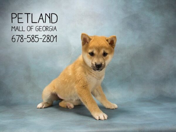 Shiba Inu DOG Female RED 1888 Petland Mall of Georgia