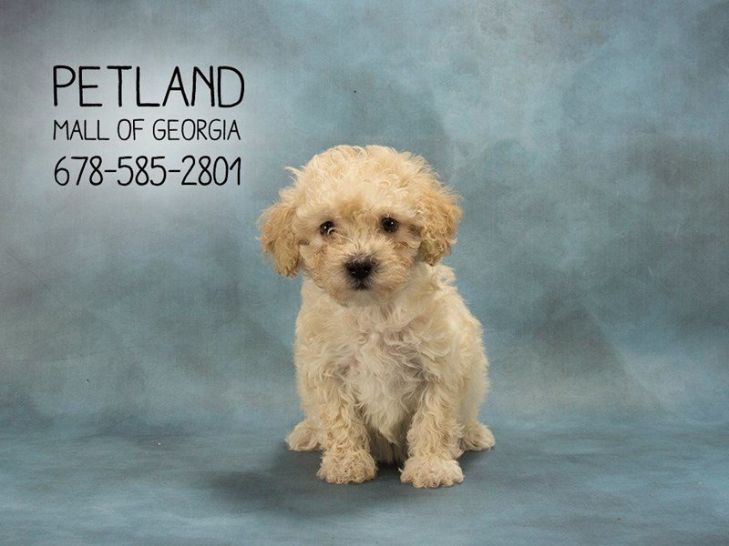 PoodleDOGFemaleRED2098815Petland Mall of