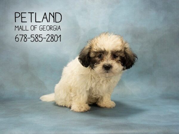 Shihpoo-DOG-Male-brown white-1891-Petland Mall of Georgia