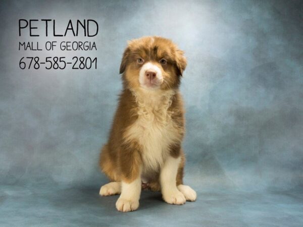 Australian Shepherd DOG Female Red 1896 Petland Mall of Georgia