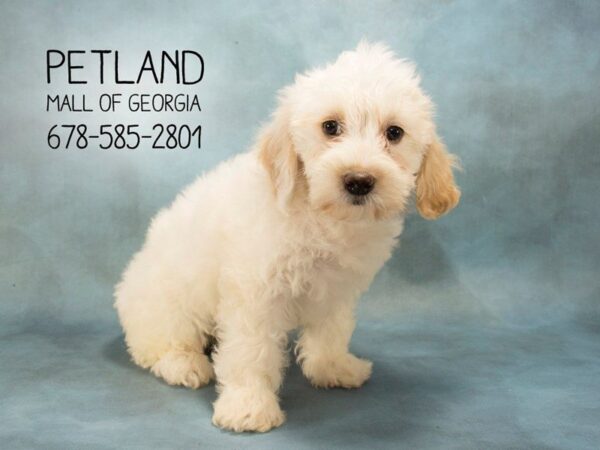 2nd Gen. Cockapoo-DOG-Female-wh-1904-Petland Mall of Georgia