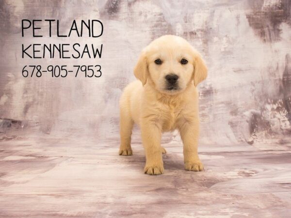 Golden Retriever DOG Male Golden 22596 Petland Mall of Georgia