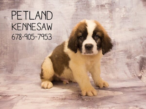 Saint Bernard-DOG-Male-Sable White-22599-Petland Mall of Georgia