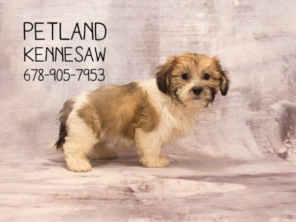 Shihpoo-DOG-Male-Brown-22606-Petland Mall of Georgia