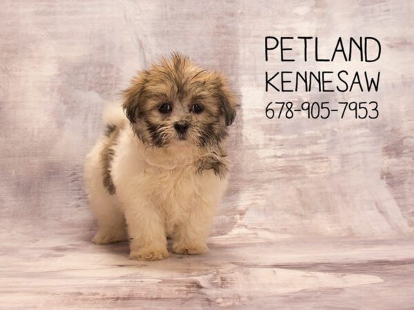 Shihpoo-DOG-Female-brown white-22607-Petland Mall of Georgia