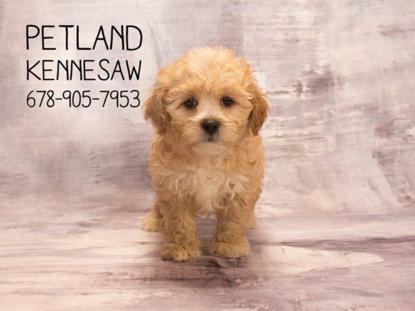 Shihpoo-DOG-Female-Brown-22608-Petland Mall of Georgia