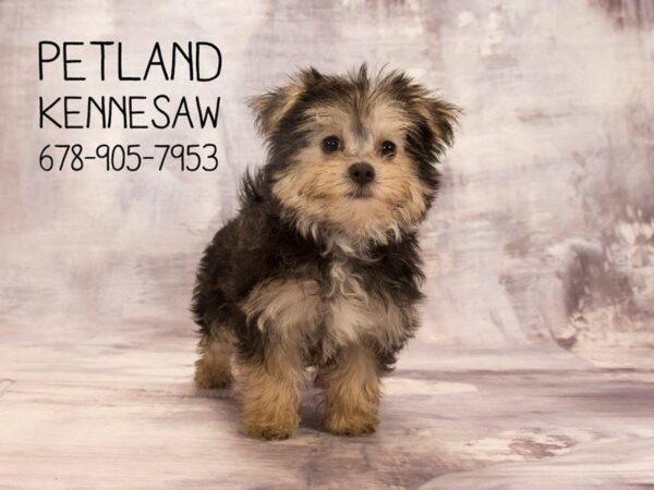 Morkie DOG Male Brown 22619 Petland Mall of Georgia