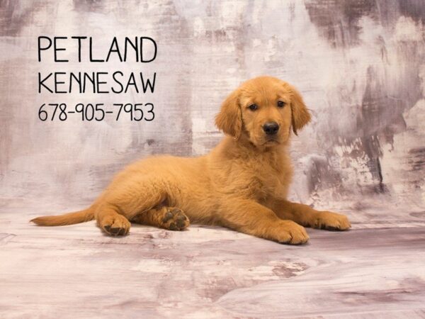 Golden Retriever DOG Male Golden 22621 Petland Mall of Georgia