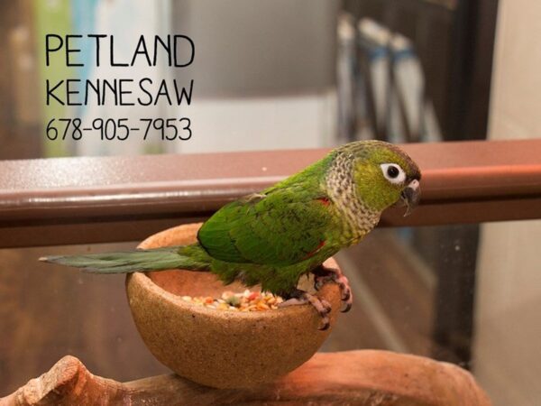 Black Capped Conure-BIRD-Male-Green-22417-Petland Mall of Georgia