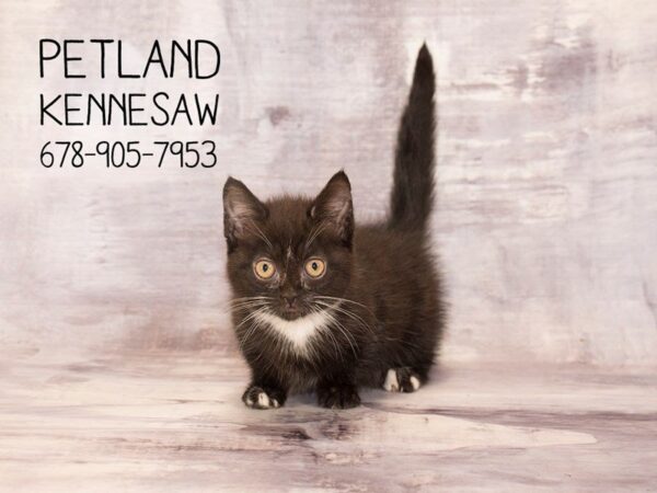 Minuet-CAT-Male-Black and White-22533-Petland Mall of Georgia