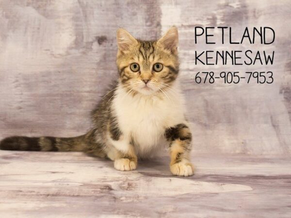 Minuet-CAT-Male-Brown Tabby-22534-Petland Mall of Georgia