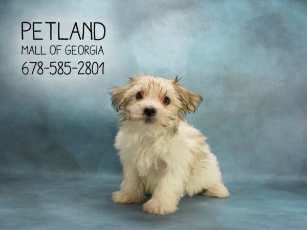 Morkie Maltese-DOG-Female-Parti-1914-Petland Mall of Georgia