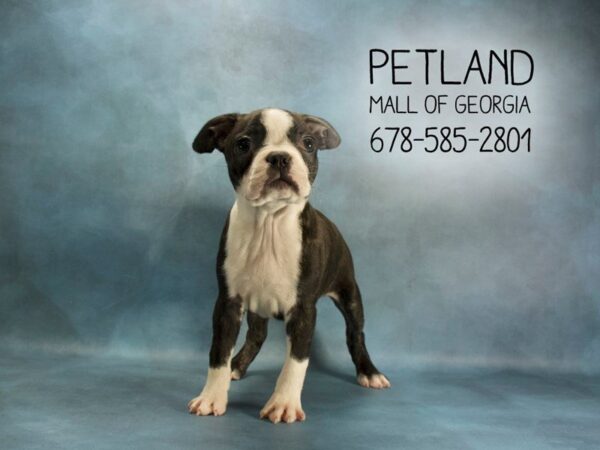 Boston Terrier DOG Female Blue White 1918 Petland Mall of Georgia