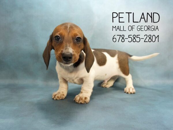 Dachshund DOG Male Wild Boar 1919 Petland Mall of Georgia