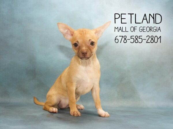 Chihuahua DOG Female Red 1920 Petland Mall of Georgia