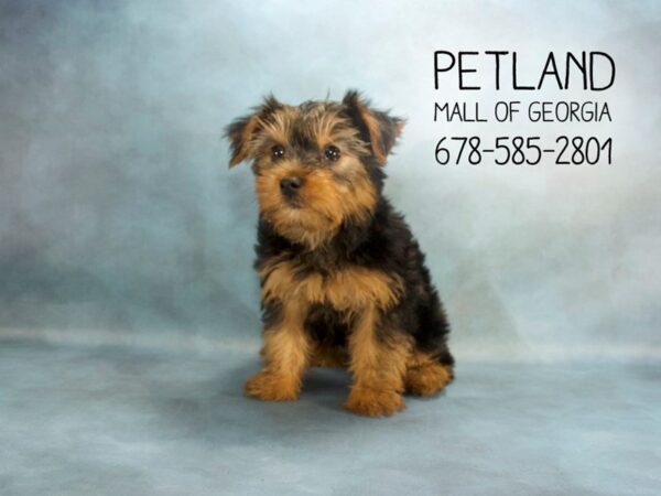 Yorkshire Terrier DOG Male Black / Tan 1925 Petland Mall of Georgia