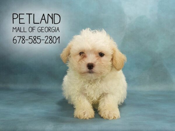 Teddy Bear DOG Male White 1937 Petland Mall of Georgia