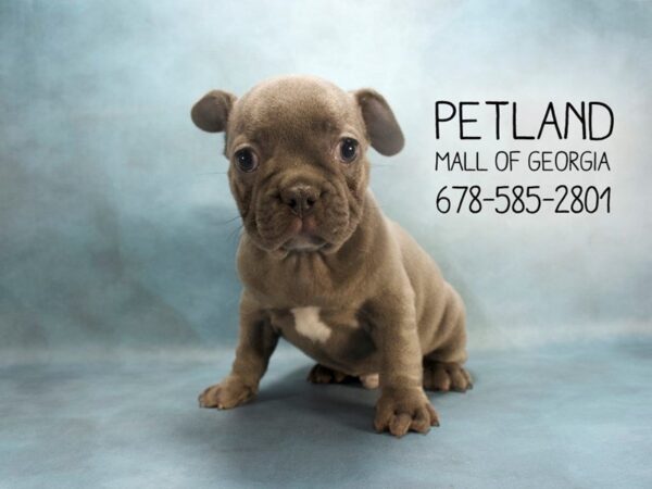 French Bulldog DOG Male Blue 1940 Petland Mall of Georgia