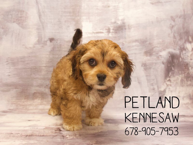 Cavachon Puppy Sable ID:22634 Located at Petland Mall of Georgia