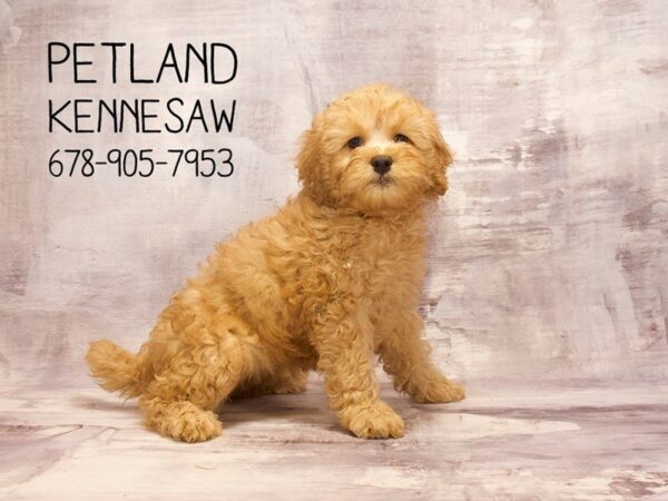 Petite Goldendoodle-DOG-Female-Red-22651-Petland Mall of Georgia