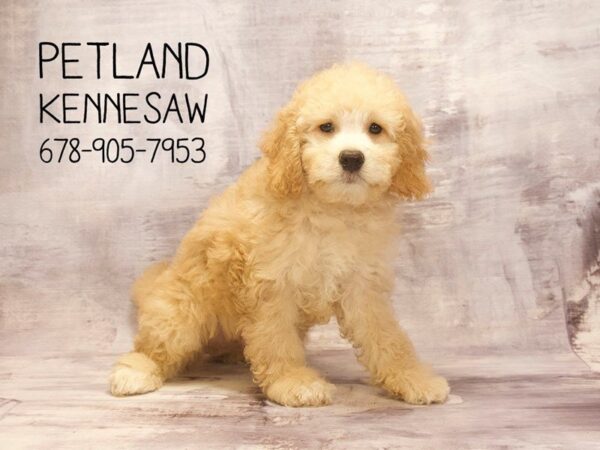 Petite Goldendoodle-DOG-Male-Red-22652-Petland Mall of Georgia