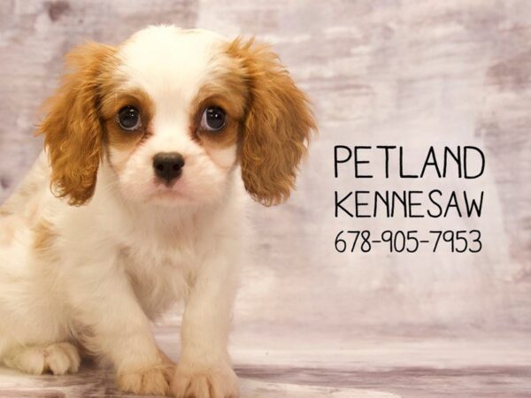 Cavalier King Charles Spaniel DOG Male BLIENHIEM 22658 Petland Mall of Georgia