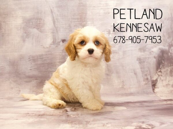 Cavachon DOG Female Blenheim 22659 Petland Mall of Georgia