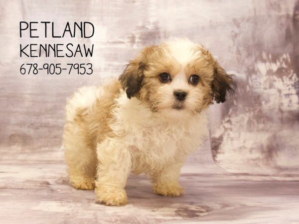 Teddy Bear DOG Male White and Brown 22665 Petland Mall of Georgia