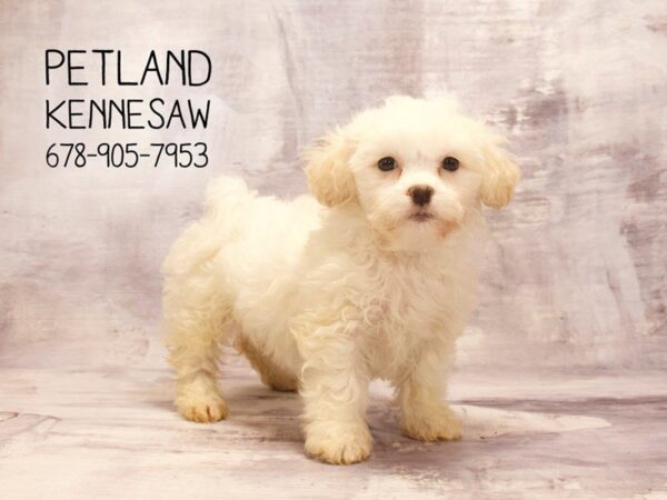 Teddy Bear DOG Female White 22666 Petland Mall of Georgia