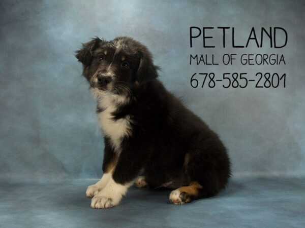 Australian Shepherd DOG Male Blue Merle 1943 Petland Mall of Georgia