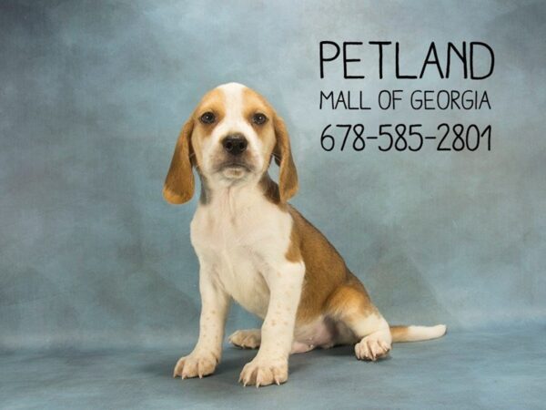 Beagle DOG Male TRI 1951 Petland Mall of Georgia