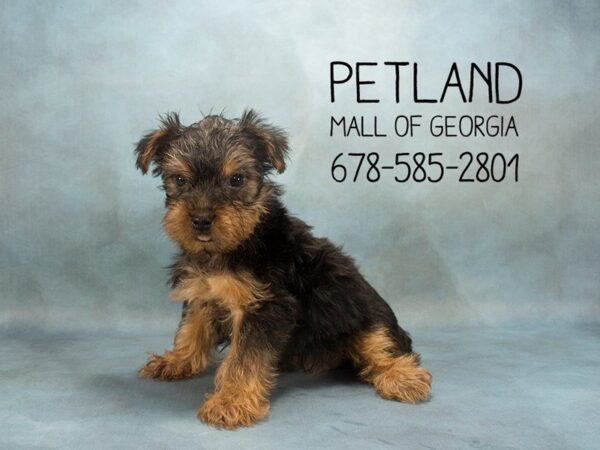 Yorkshire Terrier DOG Female Black / Tan 1953 Petland Mall of Georgia