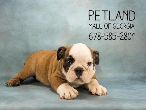 English Bulldog DOG Male Fawn / White 1955 Petland Mall of Georgia