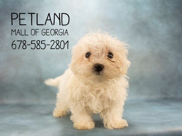 Maltese DOG Male White 1958 Petland Mall of Georgia