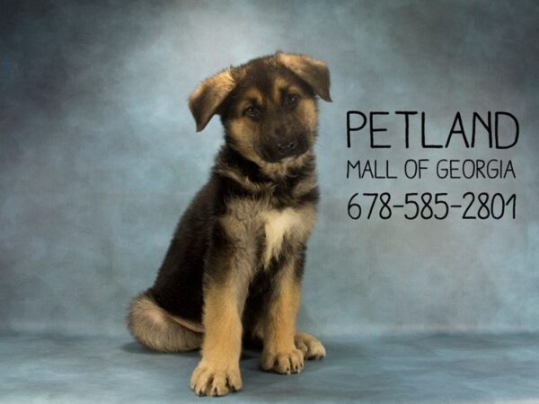 German Shepherd Dog DOG Male Black / Tan 1962 Petland Mall of Georgia