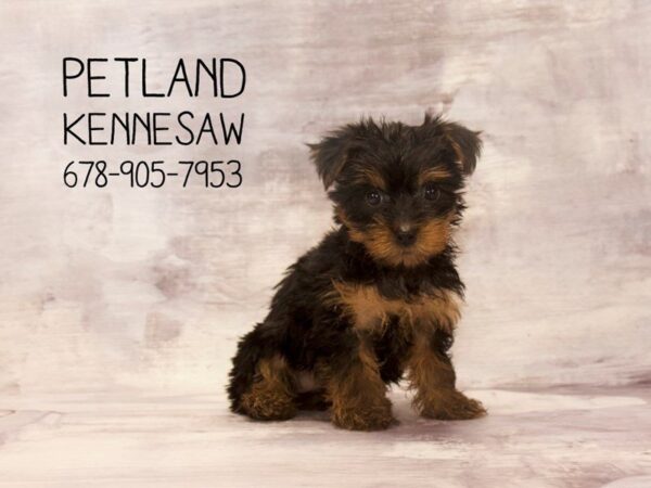 Yorkshire Terrier DOG Female Black / Tan 22669 Petland Mall of Georgia