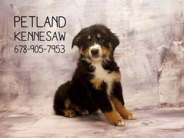 Australian Shepherd DOG Male Blue Merle 22671 Petland Mall of Georgia